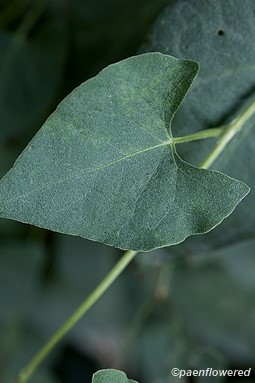 Leaf